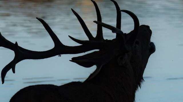 Brame du cerf - Visite guidée "Au cœur des amours du cerf"