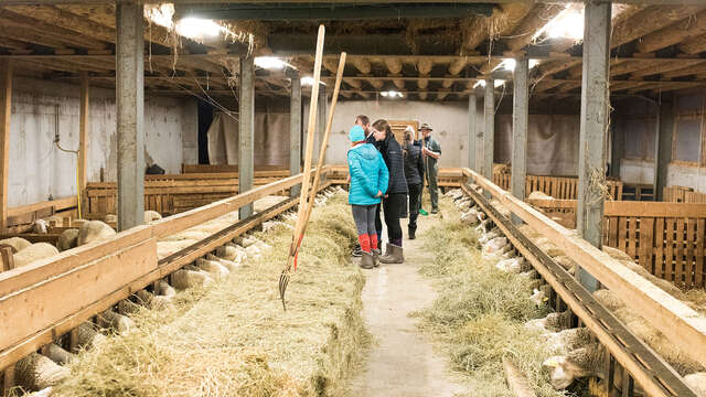 Visite à la bergerie et traite des brebis