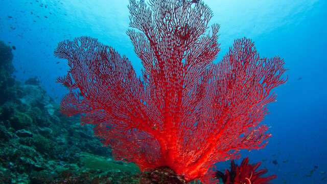 Corail Rouge, un trésor de la Méditerranée oublié - L'Homme et la Mer