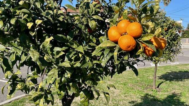 Le Cirier Auribeau & Nérolium : Atelier chez un cirier et découverte d'un écomusée (fleur d'oranger)