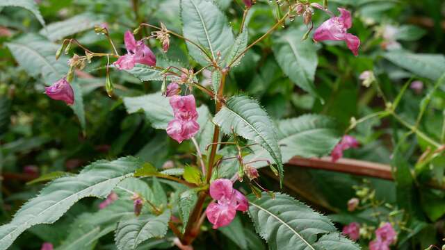 Fête de la nature : Expo-balade à la découverte des belles envahissantes