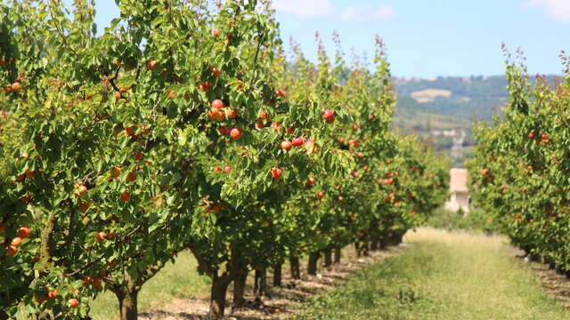 Asencio - Arboriculteur et maraîcher