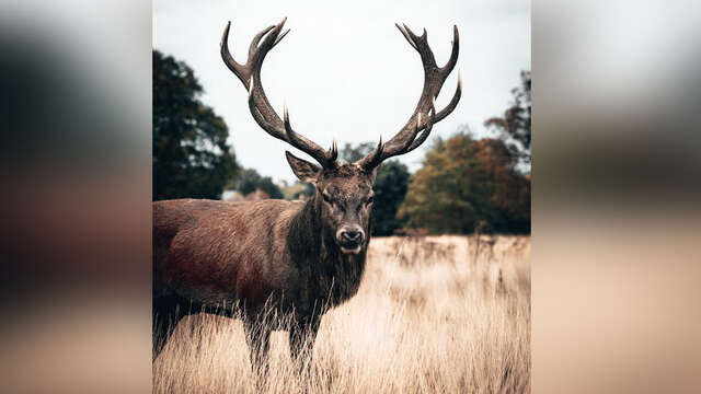 Animation nocturne brame du cerf