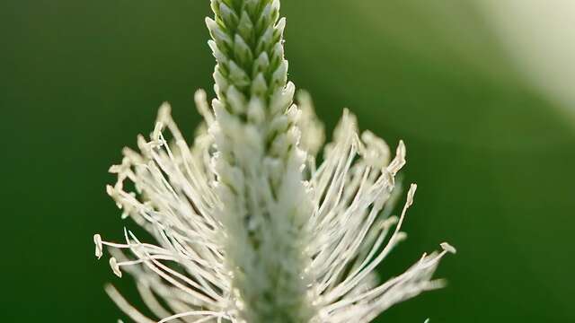 Introduction aux plantes médicinales avec CAIRN
