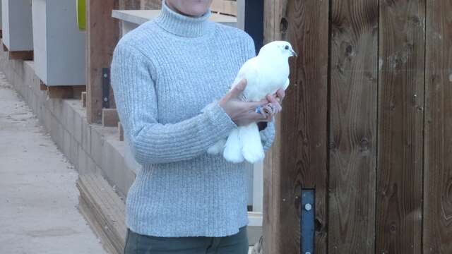 Le pigeonnier d'Urfé