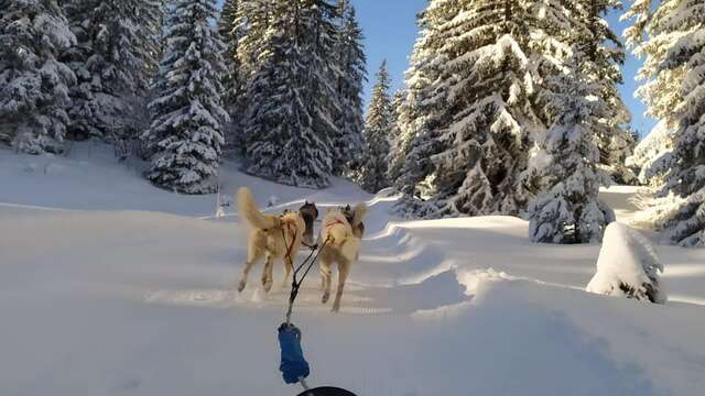 En immersion dans la vie d'un musher (chien de traineau)