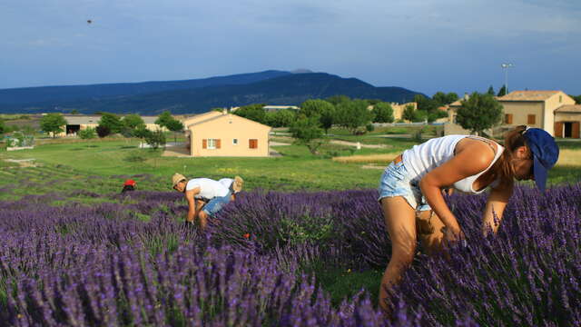 Visite chez une lavandicultrice