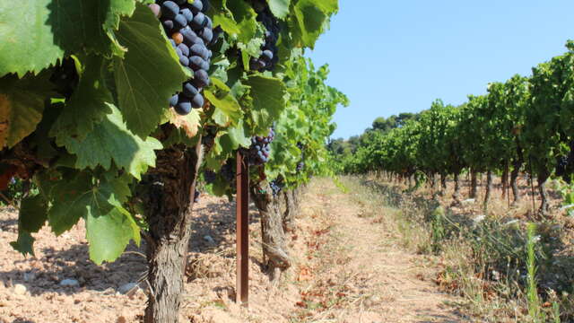 Découverte des vendanges au Clos de Caveau