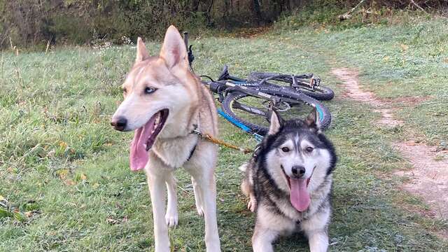 Cani-trottinette