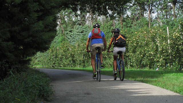 Saint Andiol - Cabannes : L'arbre et le Patrimoine