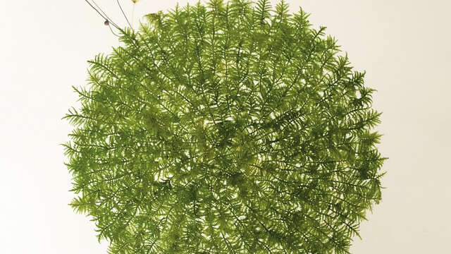 Plant painting workshop