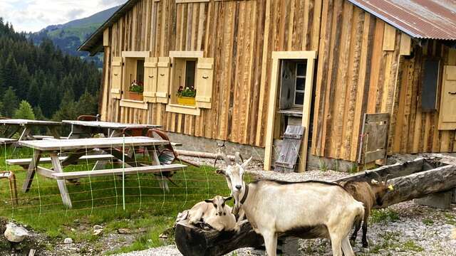 A short culinary stroll through the mountain pastures