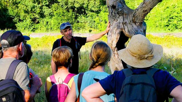 Formation : Apprendre à reconnaître les arbres