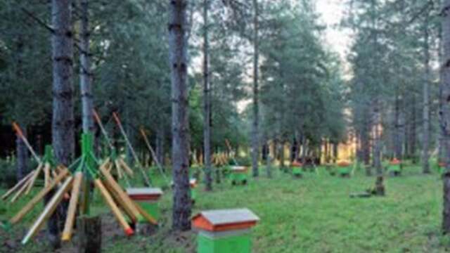 Le Bois de Montrosiès