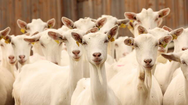 GAEC Maison  Chazelle