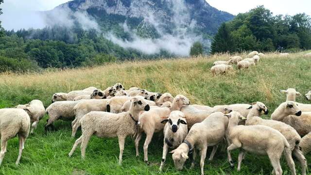 Brindille de laine, à pas feutrés, aventure contée ! l Renc'Arts du Parc