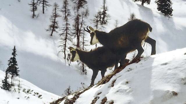 Sortie découverte - Affût chamois, mouflons