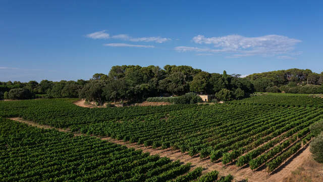 Domaine - Château Bonisson
