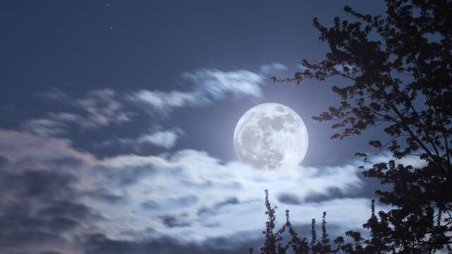 Balade nature "La vie, la nuit"