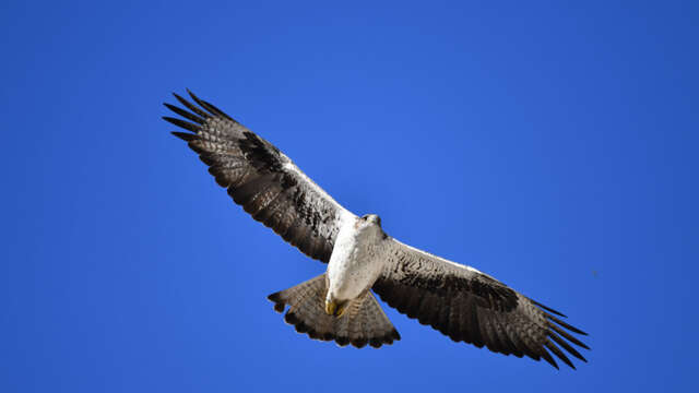Conférence "L’aigle de Bonelli"