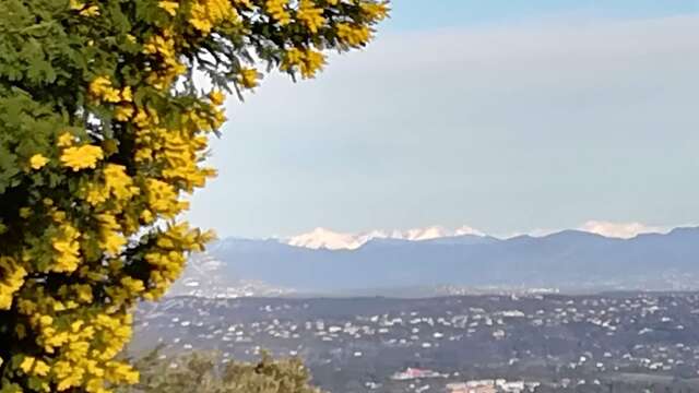 Le mimosa et ses compagnons de Tanneron- balade guidée