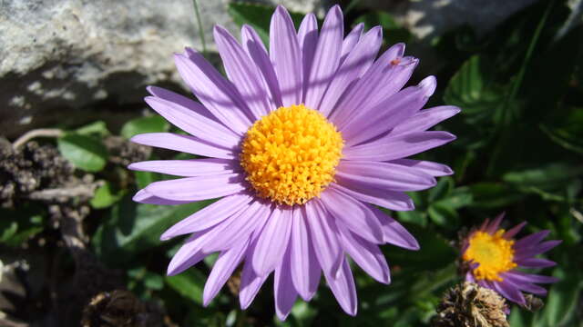 Rando, Fleurs de nos montagnes