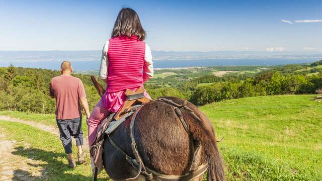 Walking with donkeys