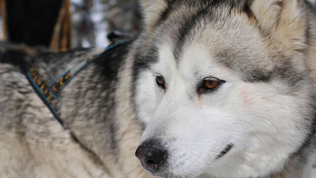 Montagnes d'Ubaye : chiens de traîneau