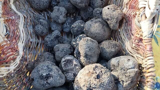 Atelier Initiation à la truffe en plantation !