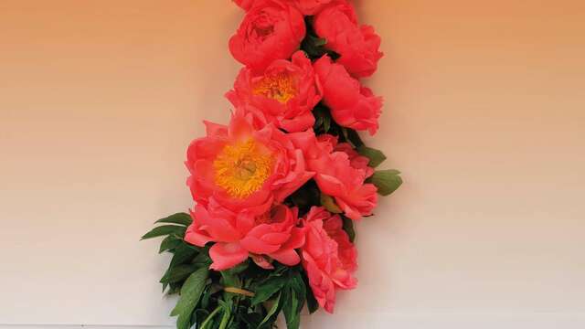 Fête de la Pivoine à la villa Noailles