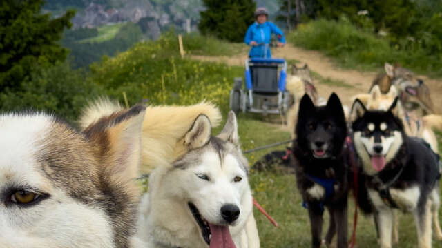 Cani-Kart