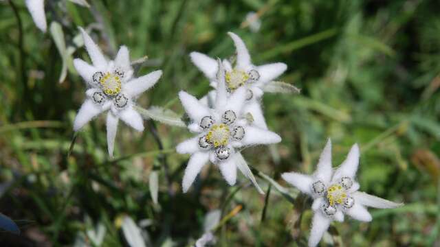 Randonnée "La flore du Mercantour"