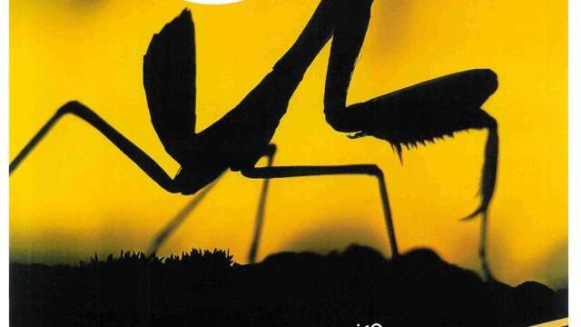 Naturveranstaltung „Sterne und Insekten“  – Le Naturoptère