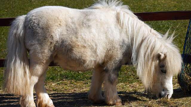 Balades à poney