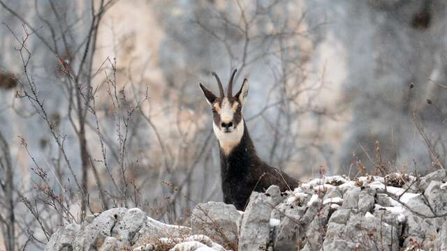 Rencontre avec les chamois