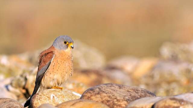 Découverte ornithologique en Crau