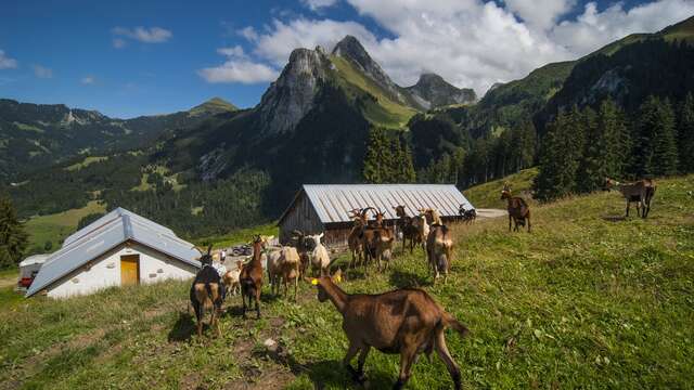 L'Alpage de Pré-Richard