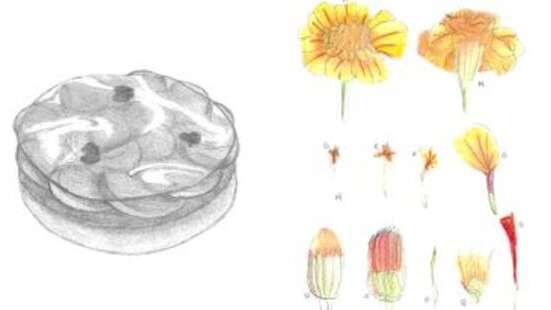 Exposition, Becs sucrés et plantes sauvages