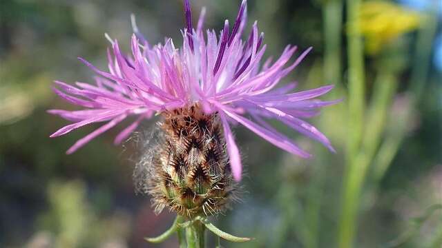 Conference "Plants from our mountains: ancestral knowledge".
