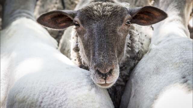 Soupe des bergers Revendran