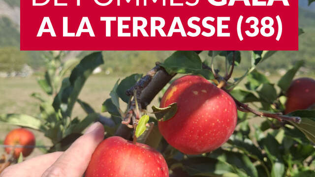 Autocueillette de pommes à La Terrasse