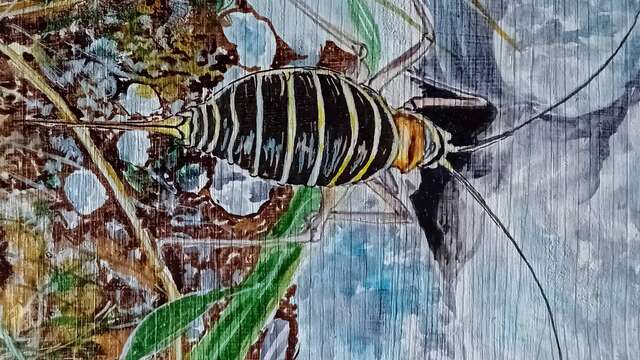 Rendez-vous nature et peinture : la biodiversité au moulin du Séchier