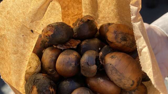 Animation d'ouverture à la Maison de la Châtaigne
