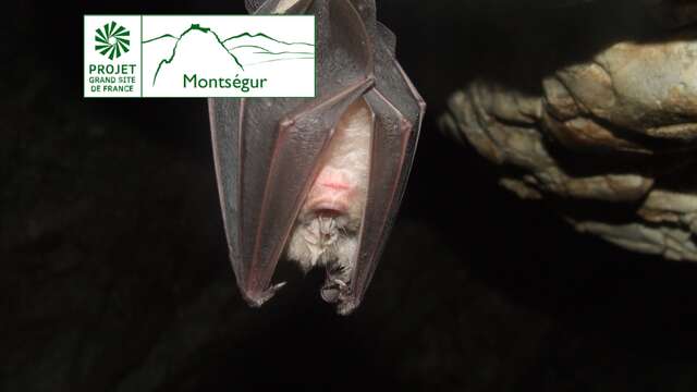 La nuit des chauves-souris