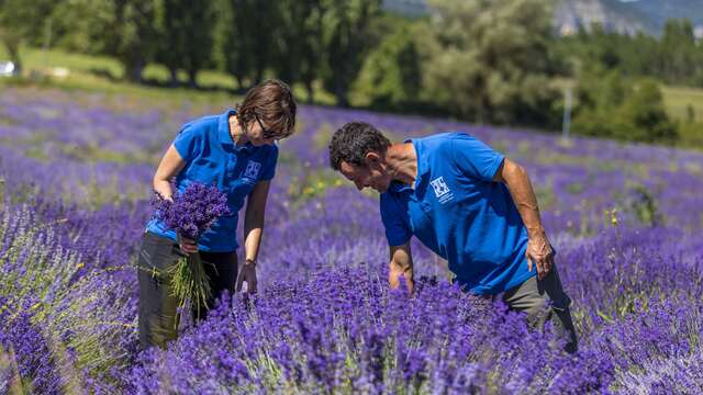 Lancement de floraison - Lavanderaie des Hautes Baronnies