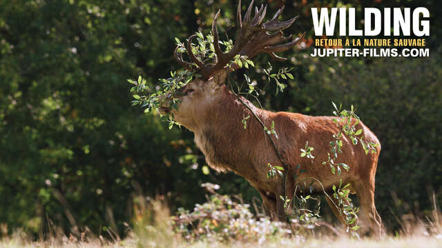 Cinéma : Wilding, retour à la nature sauvage