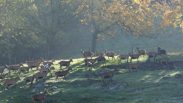 Chèvrerie du Mont Lovet - Earl