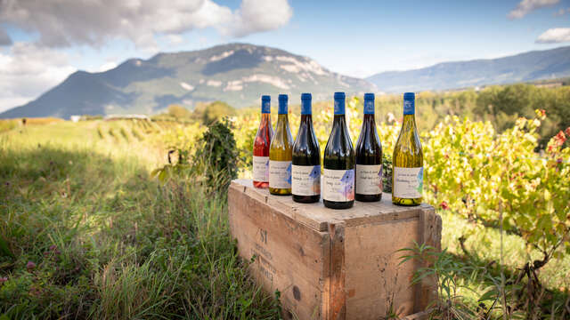 Wine Cellar : Domaine de la Ferme de Jeanne