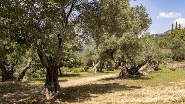 Naturkundlicher Spaziergang "A la découverte du chêne-kork" - Les RDV Biodivertissants TPM
