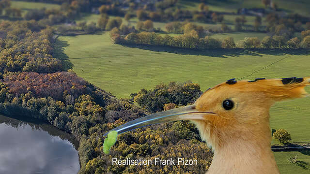 Gravière aux Oiseaux - Cinéma sous les étoiles